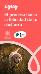 Zigzag: Educación del cachorro screenshot