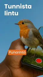 Lintujen Tunnistus - Birdby screenshot
