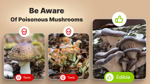 Mushroomizer screenshot
