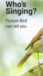 Picture Bird - Bird Identifier screenshot