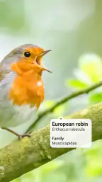 Picture Bird - Bird Identifier screenshot