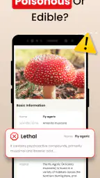 Sienitunnistus: AI Mushroom Id screenshot