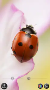 Suurennuslasi & Microscope screenshot