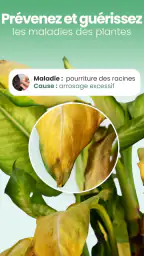 Blossom - Reconnaissez plantes screenshot