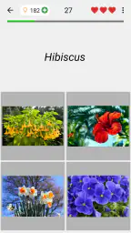 Fleurs: Identifier les plantes screenshot