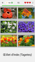 Fleurs: Identifier les plantes screenshot