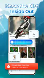 Identification des oiseaux screenshot