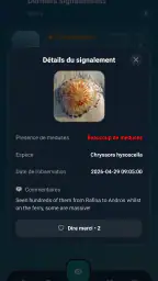 Meduseo screenshot
