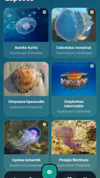 Meduseo screenshot