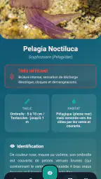 Meduseo screenshot