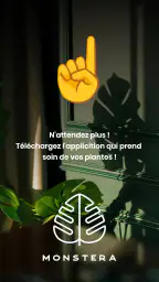 Monstera - Guide de plantes screenshot