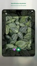 Monstera - Guide de plantes screenshot