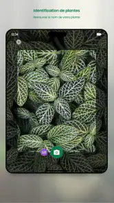Monstera - Guide de plantes screenshot