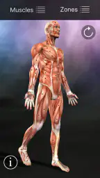 Muscle trigger point anatomie screenshot