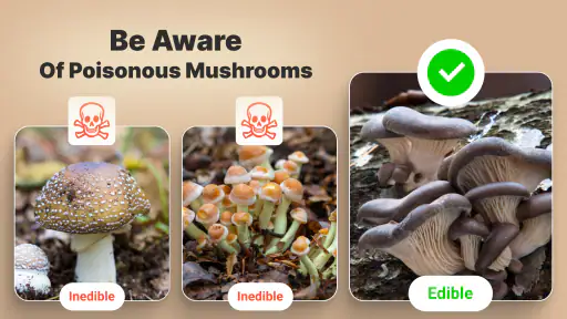 Mushromizer screenshot