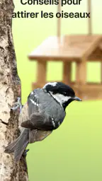 Picture Bird - Bird Identifier screenshot