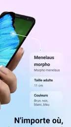 Picture Insect - Insectes ID screenshot