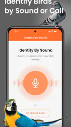 Reconnaissance Oiseaux Bird ID screenshot