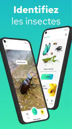 Reconnaitre Les Insectes screenshot