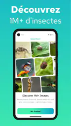 Reconnaitre Les Insectes screenshot