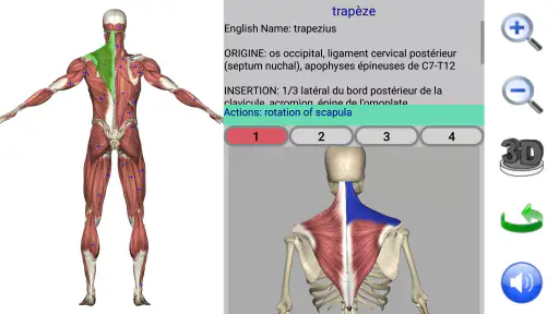 Visual Anatomy screenshot