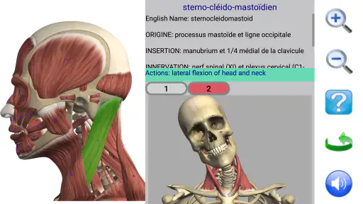 Visual Anatomy screenshot