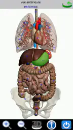Visual Anatomy screenshot