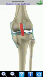 Visual Anatomy screenshot