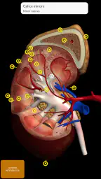 Anatomia - Atlante 3D screenshot