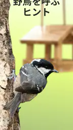 Picture Bird - 撮ったら、判る-1秒鳥図鑑 screenshot