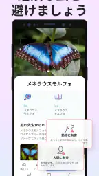 Picture Insect：撮ったら、判る-1秒昆虫図鑑 screenshot