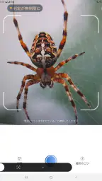 Picture Insect：撮ったら、判る-1秒昆虫図鑑 screenshot