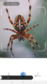 Picture Insect：撮ったら、判る-1秒昆虫図鑑 screenshot