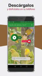Sonidos de Canarios. Cantos. screenshot