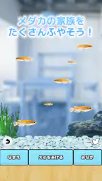 まったりメダカ育成ゲーム screenshot