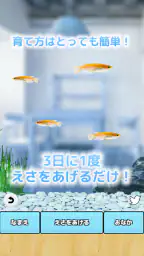 まったりメダカ育成ゲーム screenshot