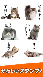 猫スタンプ（実写スタンプ） screenshot