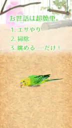 癒しのインコ育成ゲーム screenshot