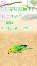 癒しのインコ育成ゲーム screenshot