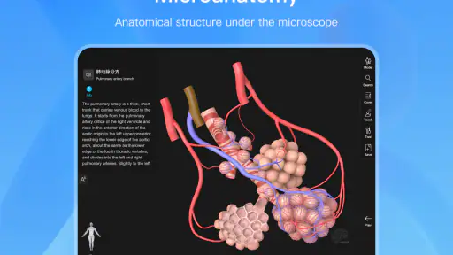 Anatomy Master screenshot