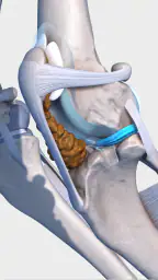 Complete Canine 3D - anatomy screenshot