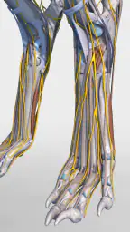 Complete Canine 3D - anatomy screenshot