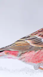 Merlin Bird ID by Cornell Lab screenshot