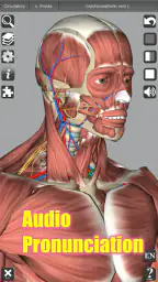 3D Anatomy screenshot