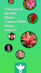 AnyPlant: AI Plant Identifier screenshot