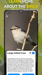 Bird Identifier: Fuglelyder ID screenshot