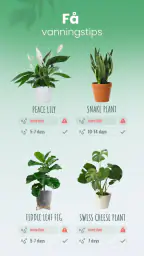 Blossom – planteidentifisering screenshot