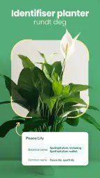 Blossom – planteidentifisering screenshot