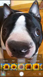 Cameringo+ Filtre Kamera screenshot