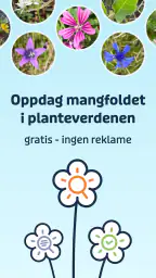 Flora Incognita screenshot